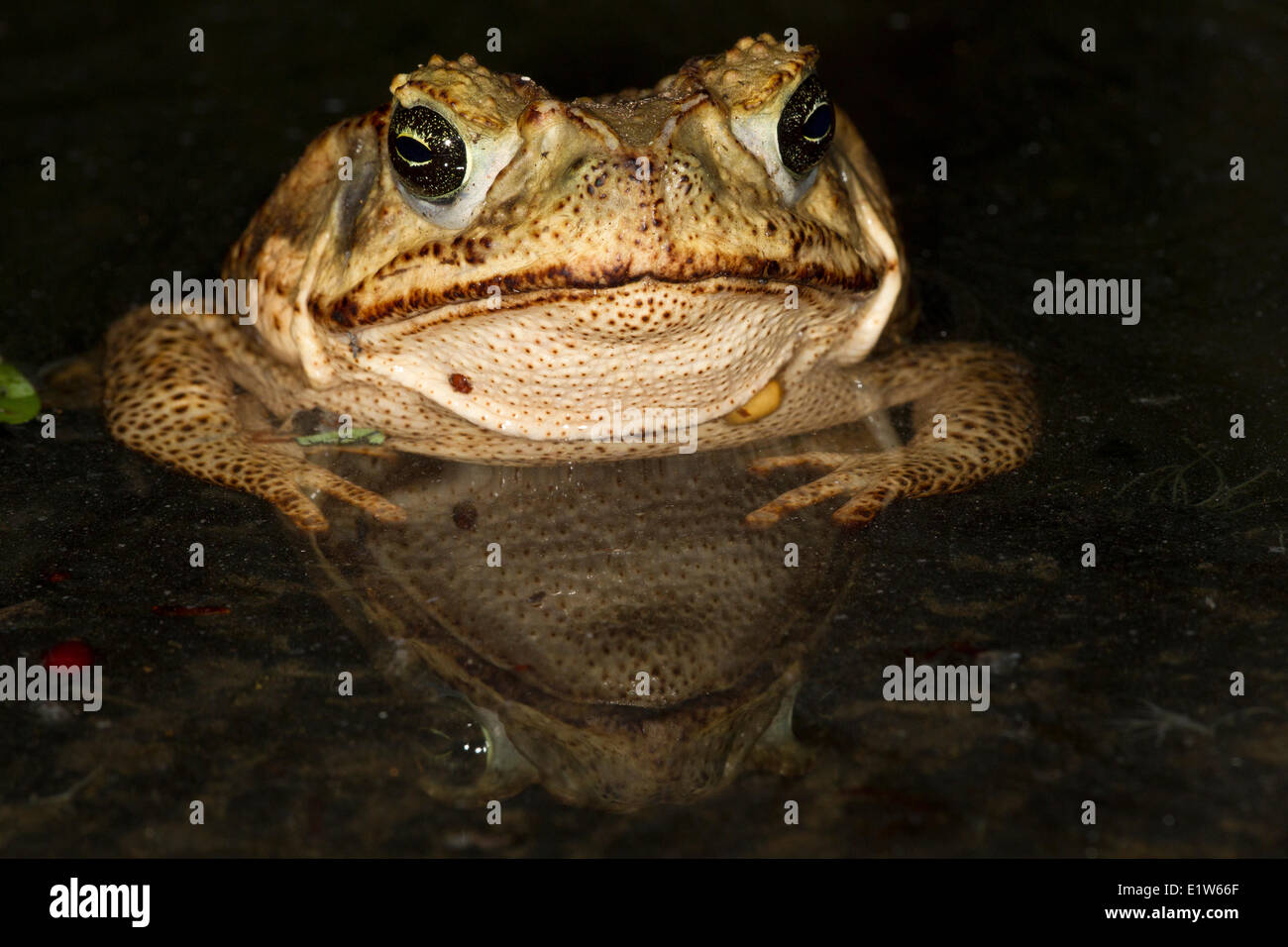 La canna da zucchero toad (Bufo marinus), Edinburg, il Texas del Sud. Foto Stock