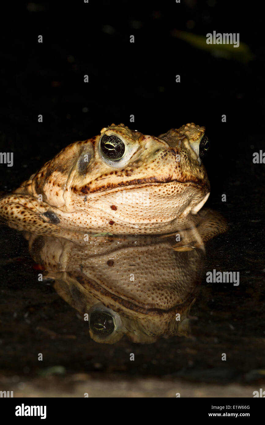 La canna da zucchero toad (Bufo marinus), Edinburg, il Texas del Sud. Foto Stock