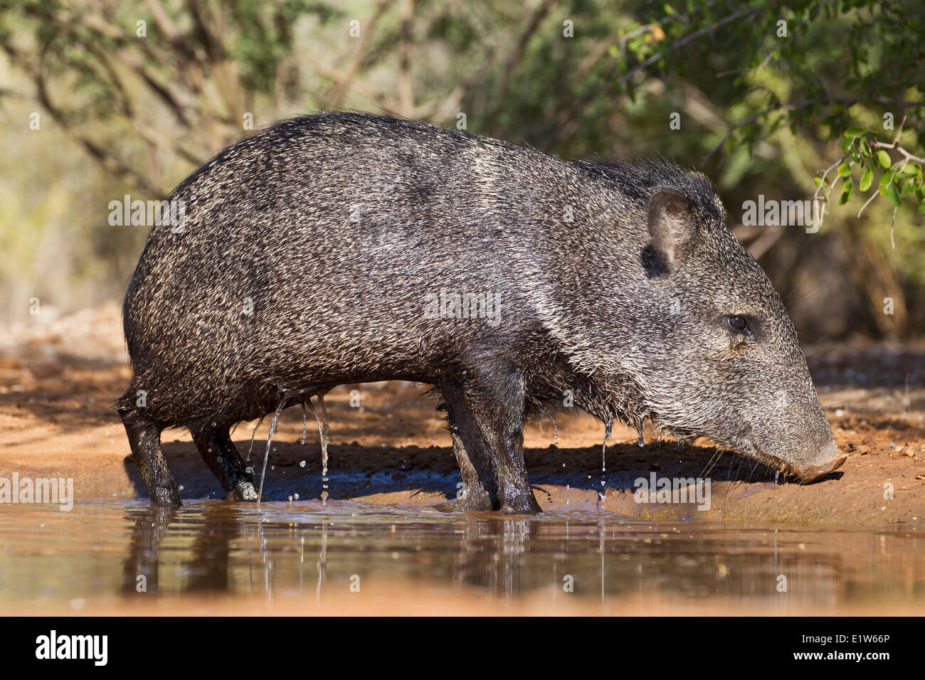 Acciuffato pecari (Pecari tajacu) alzarmi dopo breve sdraiarsi in stagno per raffreddare la Santa Clara Ranch vicino Edinburg Sud Foto Stock