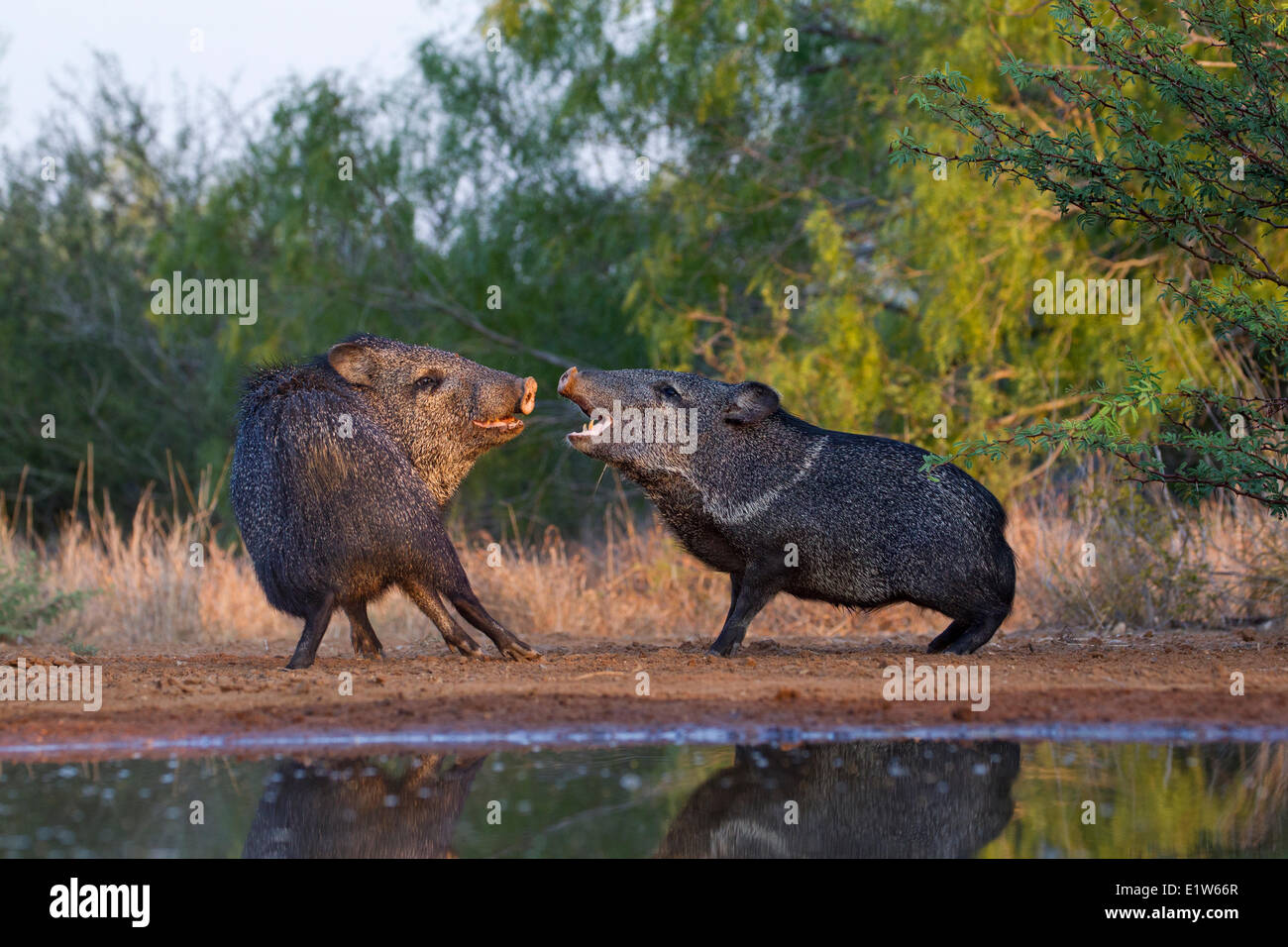 Acciuffato pecari (Pecari tajacu), di confronto, di Santa Clara Ranch, vicino Edinburg, il Texas del Sud. Foto Stock