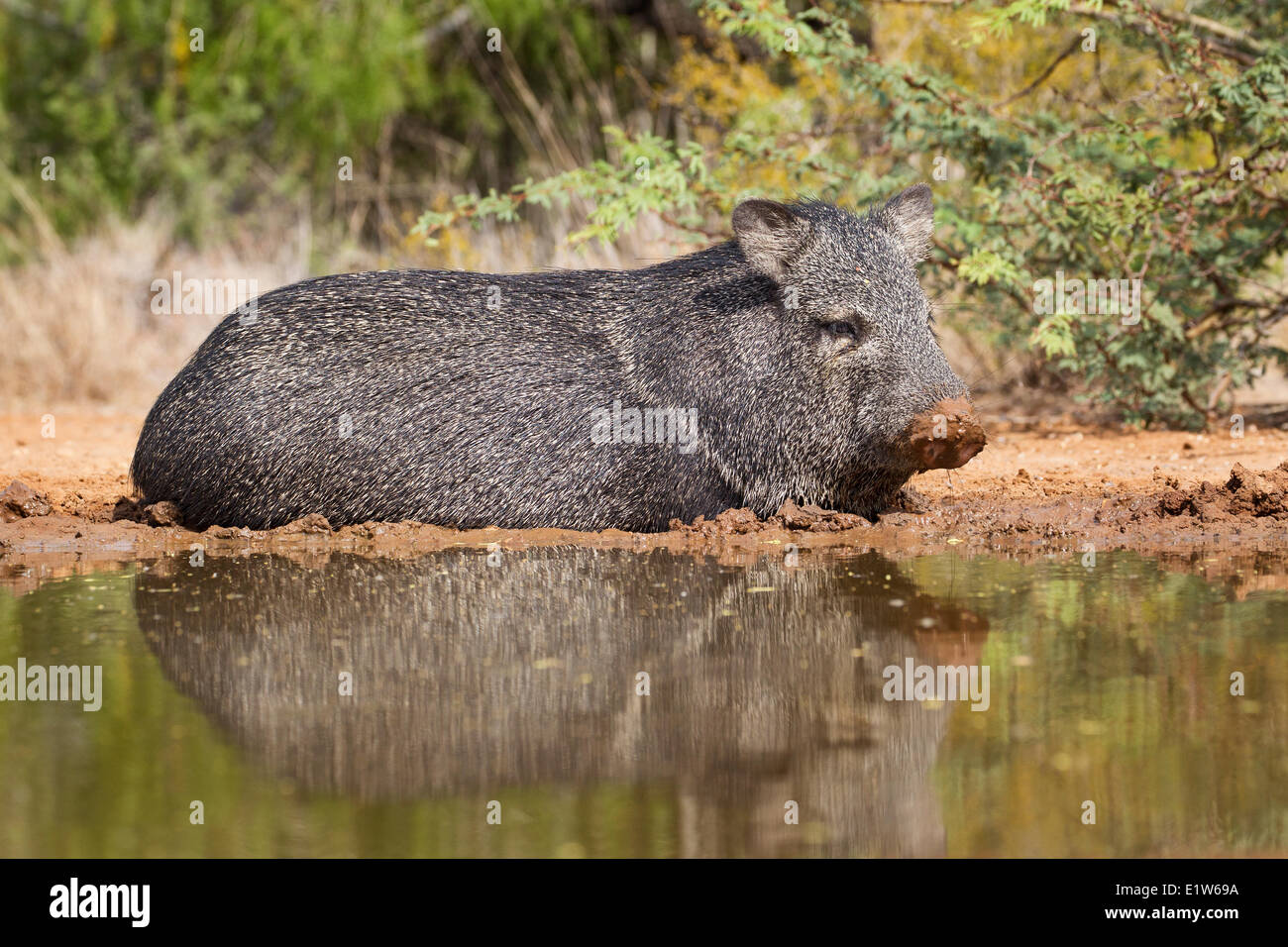 Acciuffato pecari (Pecari tajacu), wallowing per conservare al fresco, Santa Clara Ranch, vicino Edinburg, il Texas del Sud. Foto Stock