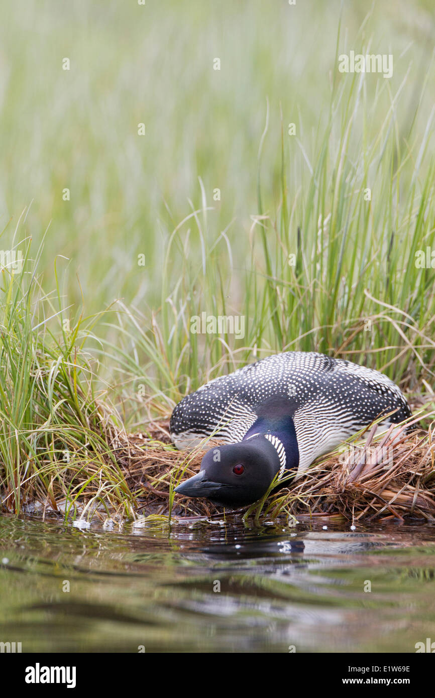 Loon comune (Gavia immer), su nest con testa bassa in 'posizione sbornia' per evitare il rilevamento, interior British Columbia. Foto Stock