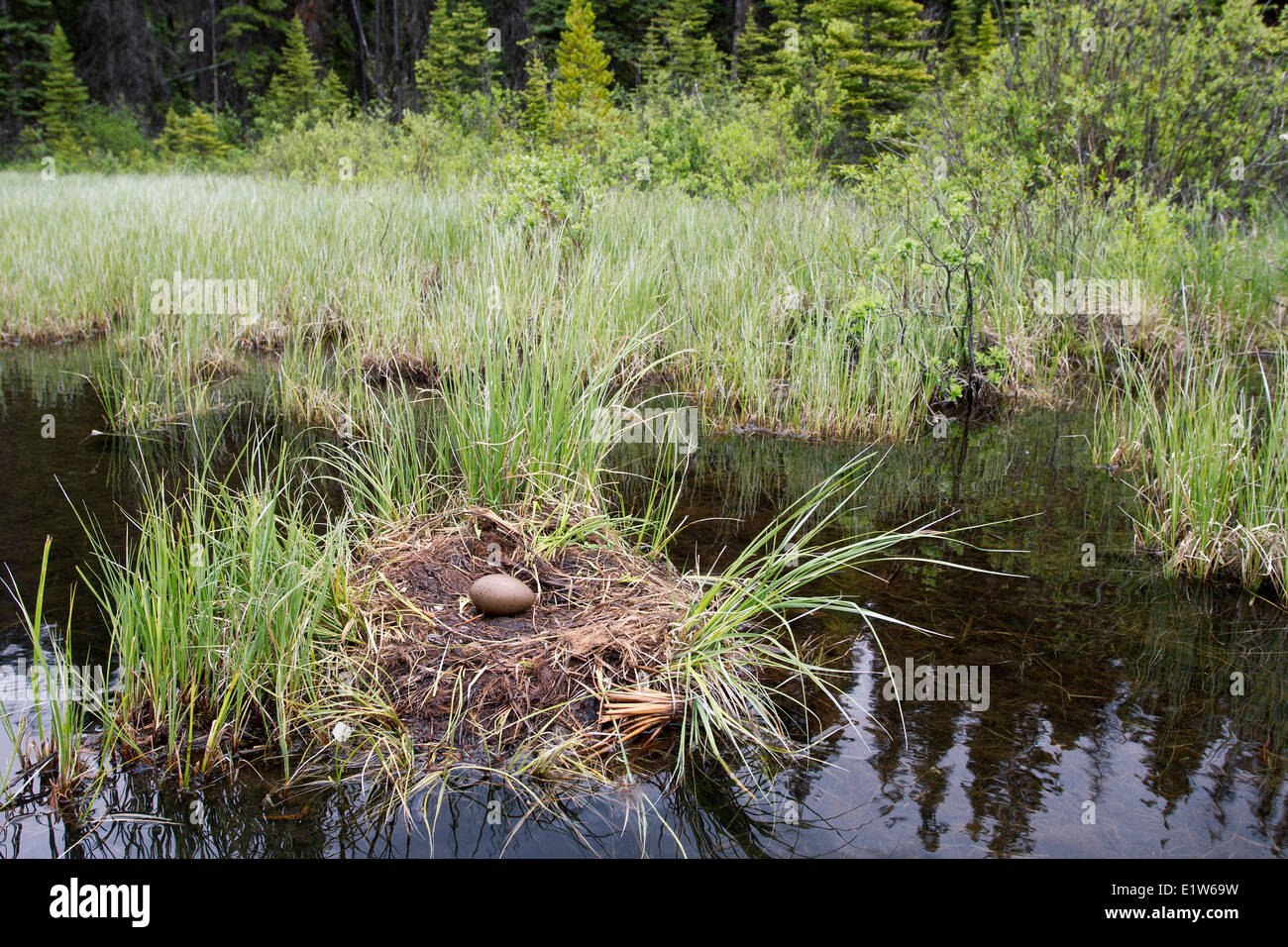 Nido loon comune (Gavia immer) interni British Columbia. Un uovo era già nato il pulcino aveva lasciato il nido. L'adulto Foto Stock