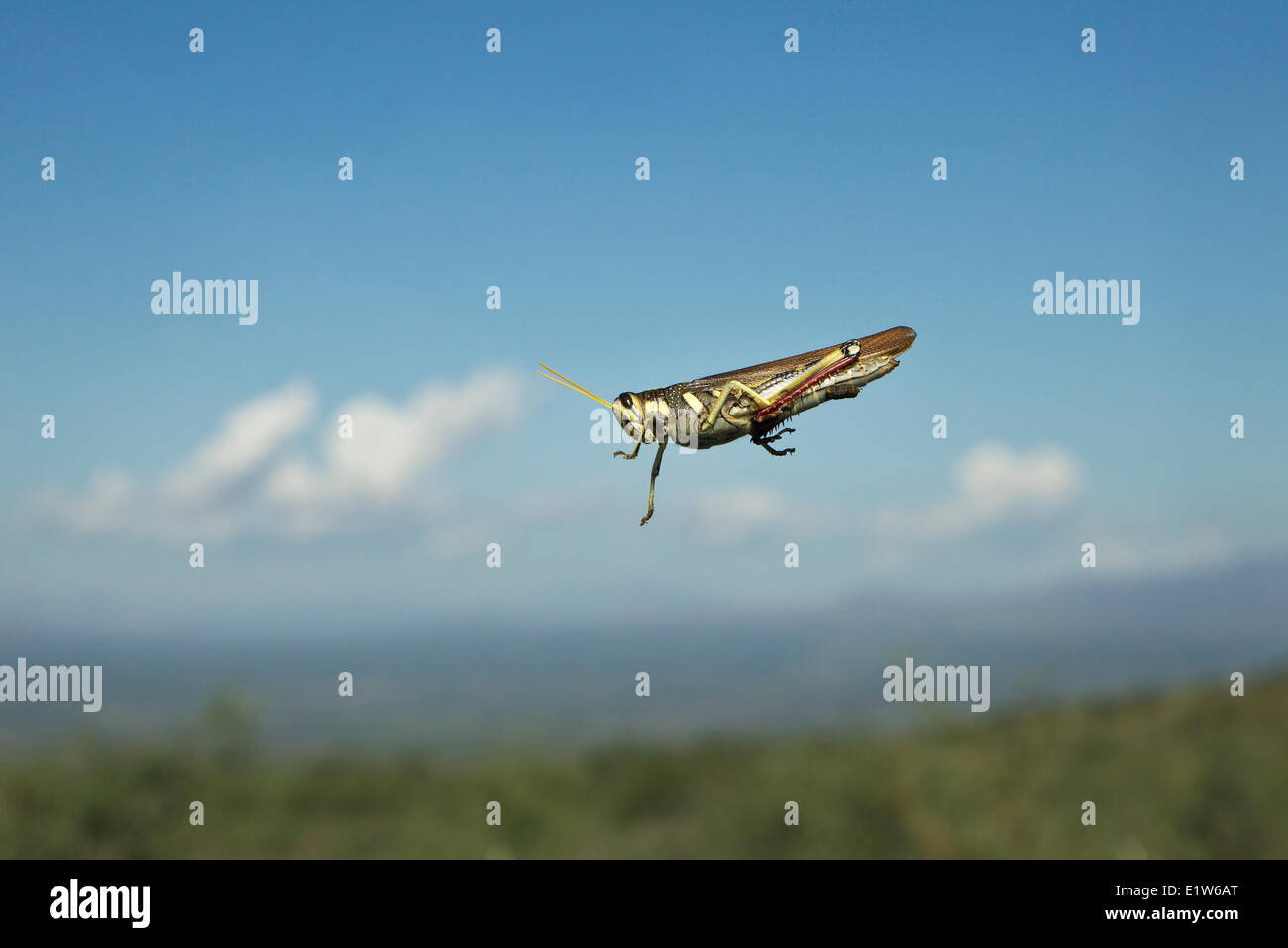 Grasshopper, probabilmente la famiglia Acrididae, sul parabrezza, Agua Caliente Canyon, vicino Amado, Arizona. Foto Stock