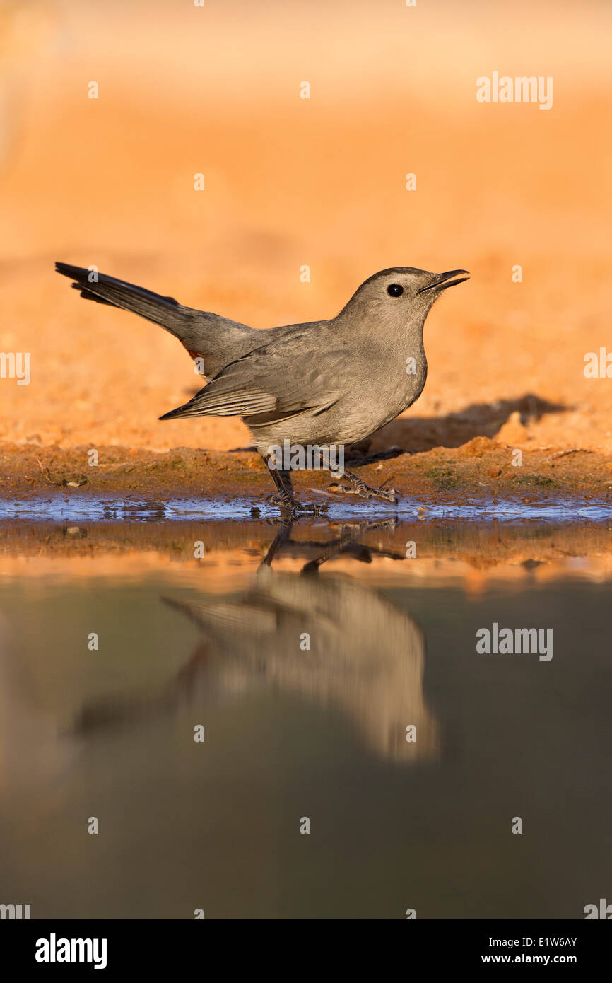 Grigio (catbird Dumetella carolinensis), al laghetto di bere acqua, Santa Clara Ranch, vicino Edinburg, il Texas del Sud. Foto Stock