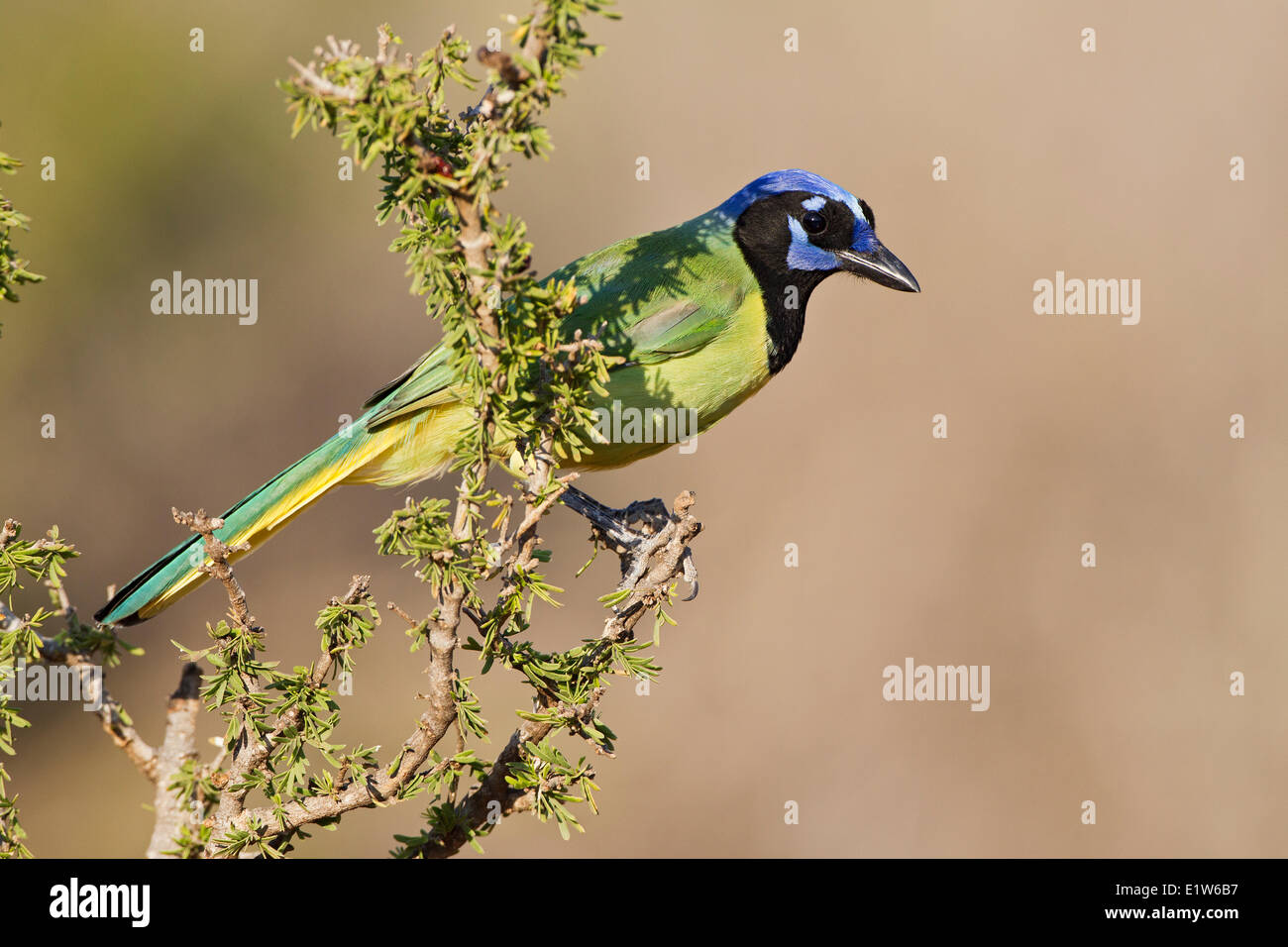 Green jay (Cyanocorax yncas), Santa Clara Ranch, vicino Edinburg, il Texas del Sud. Foto Stock