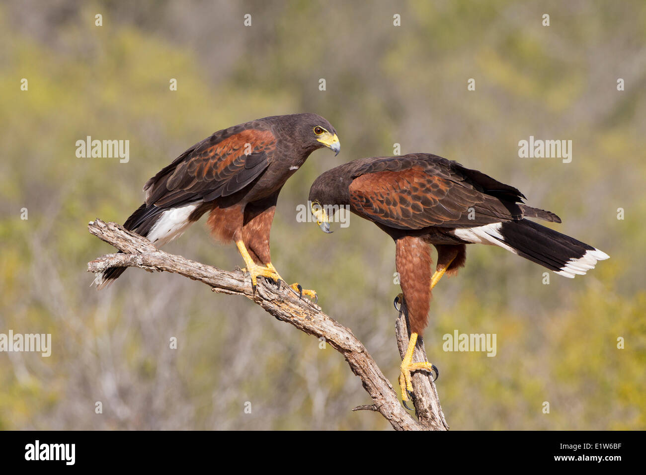 La Harris hawk (Parabuteo unicinctus), adulti, Santa Clara Ranch, vicino Edinburg, il Texas del Sud. Foto Stock