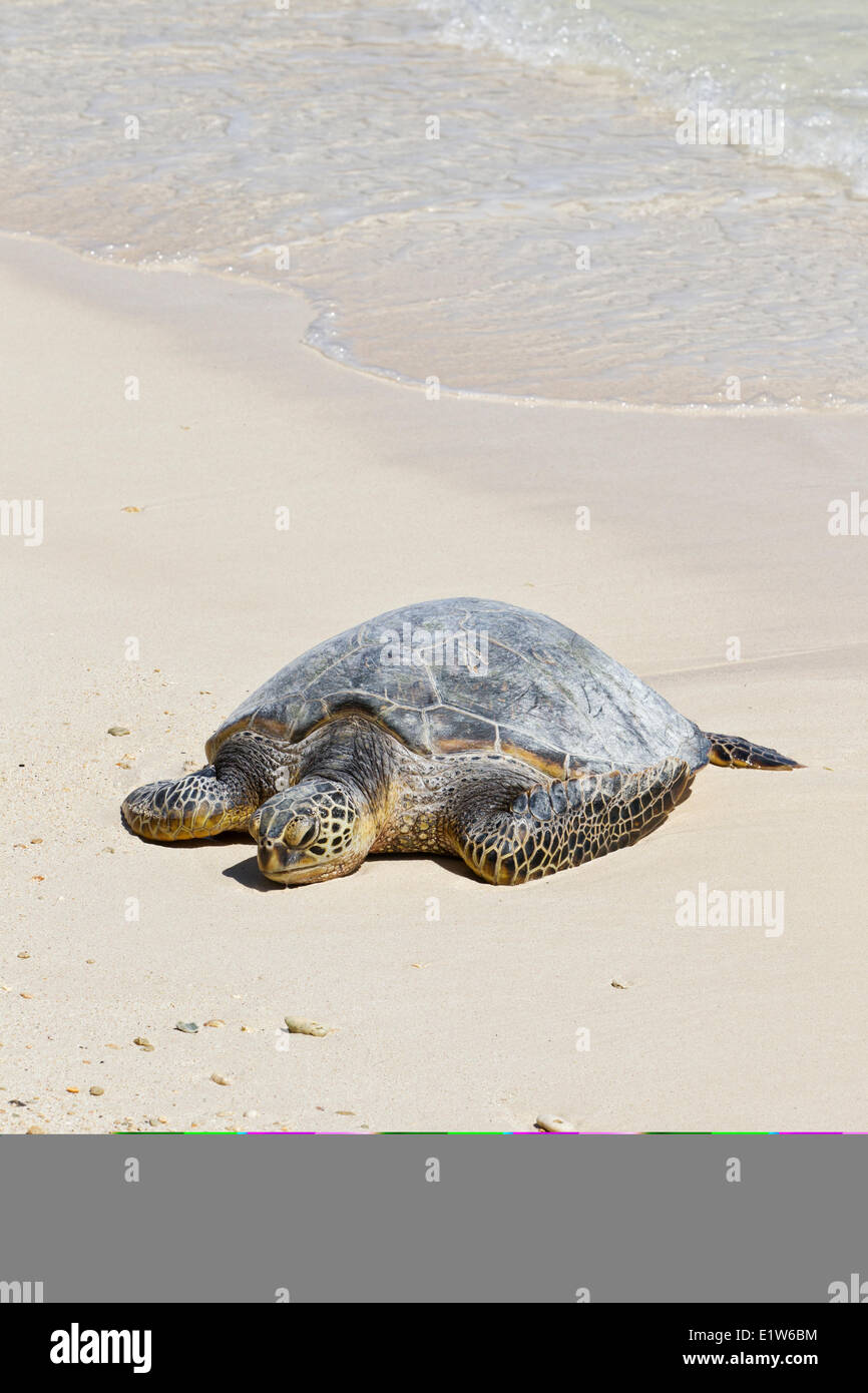 Hawaiian tartaruga verde (Chelonia Mydas) appoggiato sulla spiaggia di sabbia Isola Midway Atoll National Wildlife Refuge Northwest Foto Stock