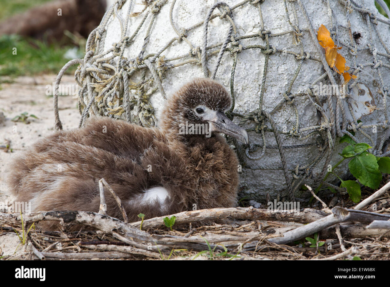 Laysan albatross (Phoebastria immutabilis) chick styrofoam galleggiante isola di sabbia atollo di Midway National Wildlife Refuge Northwest Foto Stock