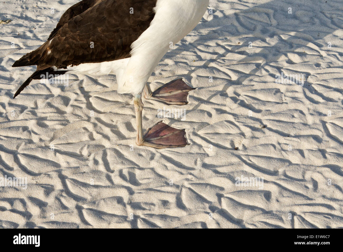 Laysan albatross (Phoebastria immutabilis) piedi tracce sulla spiaggia sabbiosa isola di sabbia atollo di Midway National Wildlife Refuge Foto Stock