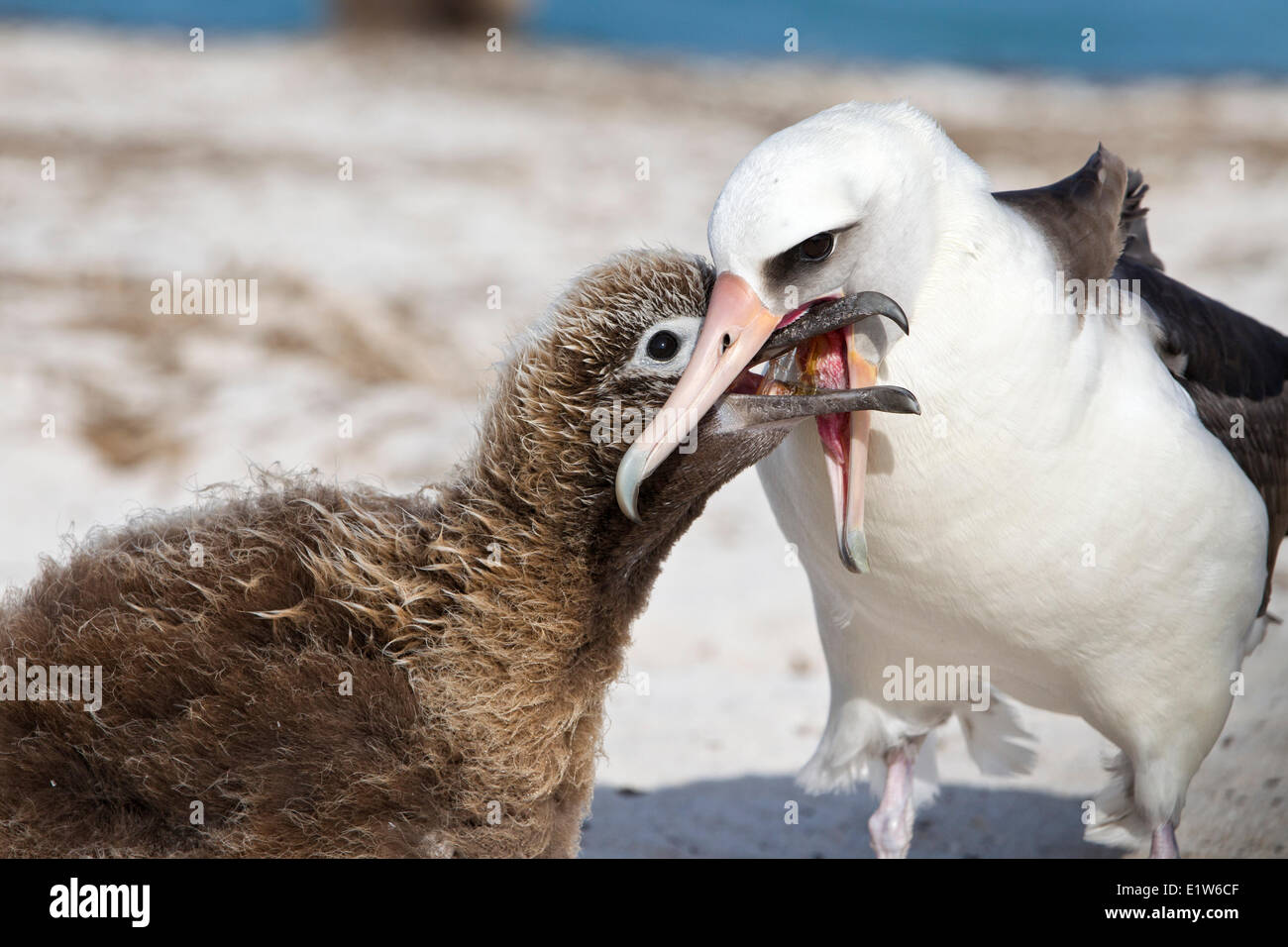 Laysan albatross (Phoebastria immutabilis) adulto regurgitating cibo per pulcino isola di sabbia atollo di Midway National Wildlife Refuge Foto Stock