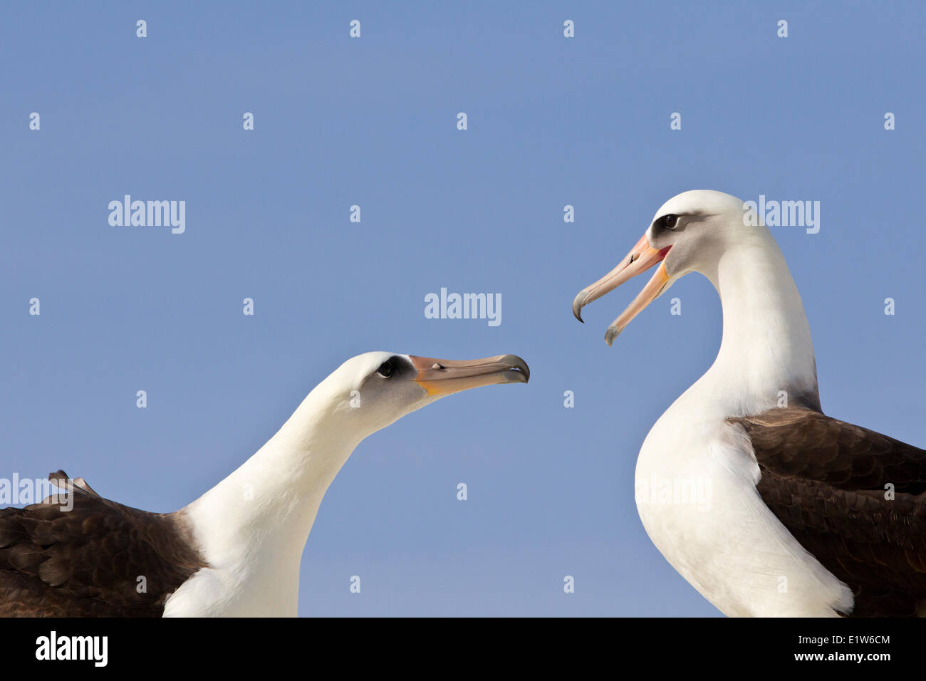 Laysan albatross (Phoebastria immutabilis) corteggiamento isola di sabbia atollo di Midway National Wildlife Refuge Northwest Hawaiian Foto Stock