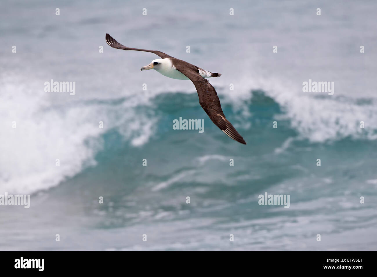 Laysan albatross (Phoebastria immutabilis) wave riding isola di sabbia atollo di Midway National Wildlife Refuge Northwest Hawaiian Foto Stock