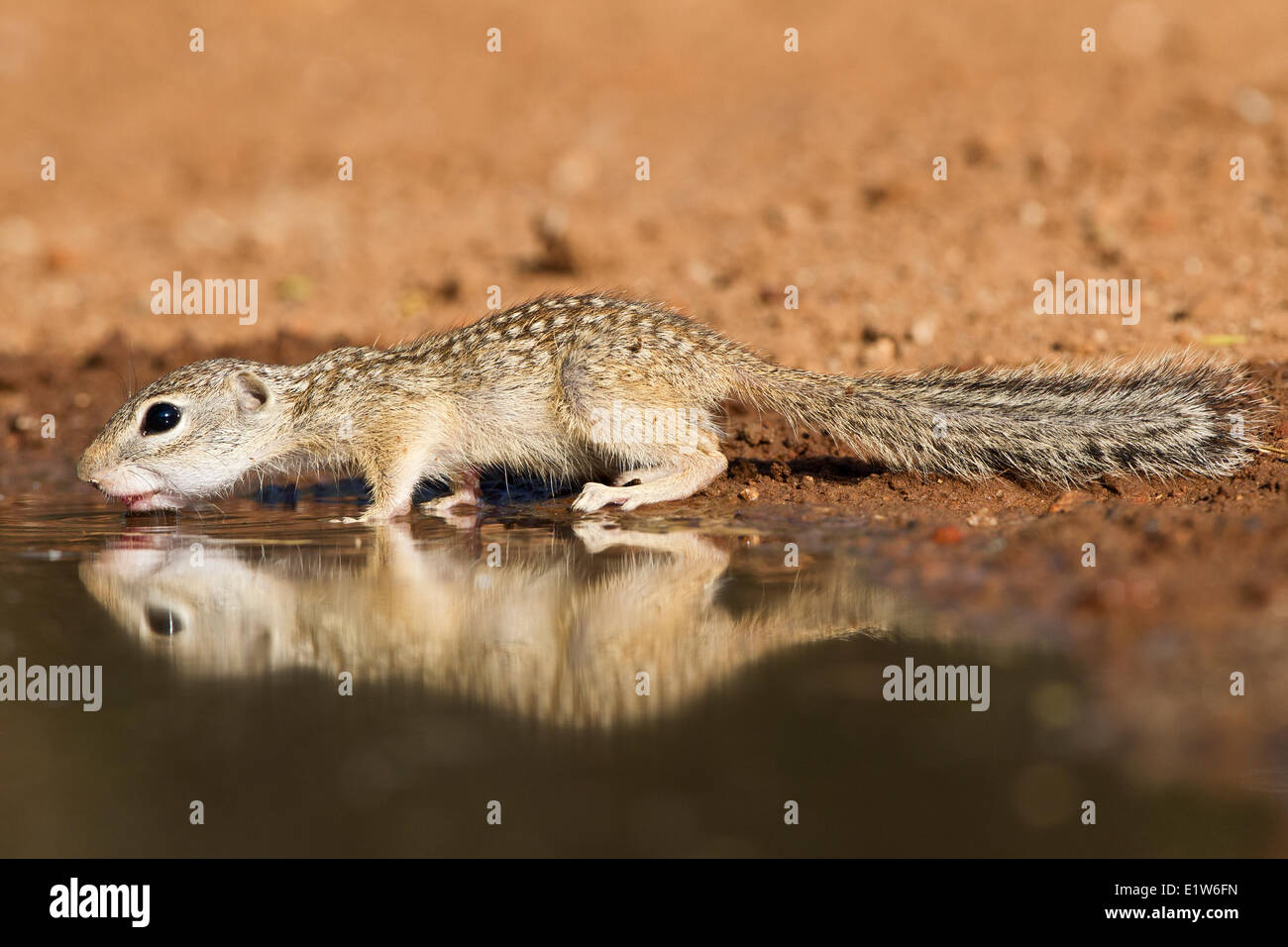 Terra messicana scoiattolo (Spermophilus mexicanus), al laghetto di bere acqua, Santa Clara Ranch, vicino Edinburg, il Texas del Sud. Foto Stock