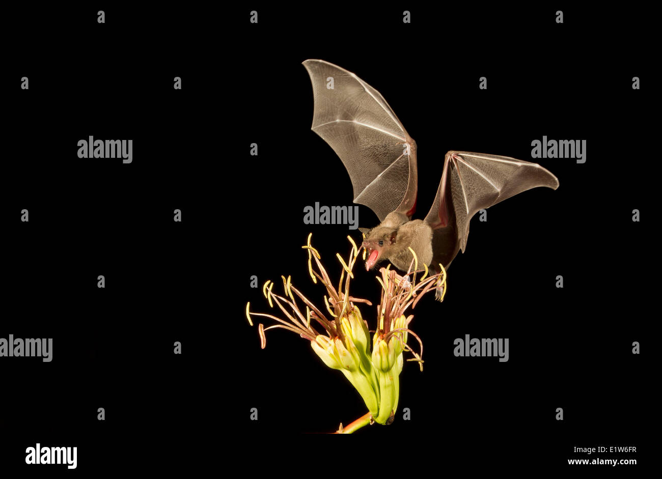 Nectar bat probabilmente lungo messicano-tongued bat (Choeronycteris mexicana) alimentazione sul fiore di Agave Amado Arizona. Questa specie bat Foto Stock