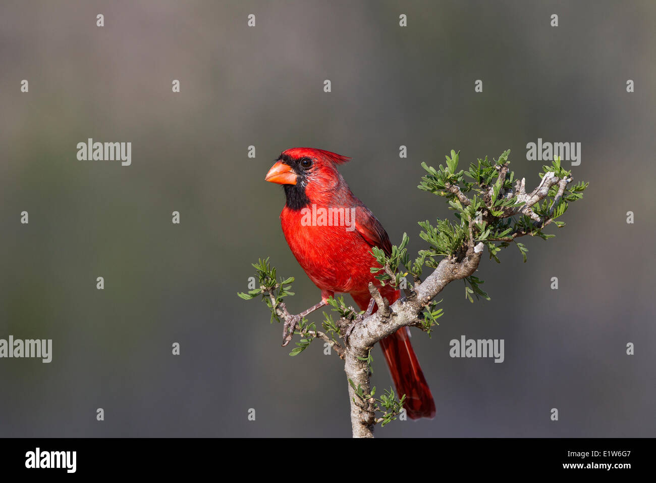 Il cardinale settentrionale (Cardinalis cardinalis), maschio, Santa Clara Ranch, vicino Edinburg, il Texas del Sud. Foto Stock