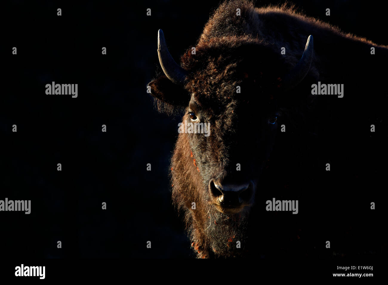Pianure (Bison bison bison bison), mucca retroilluminato, Custer State Park, Sud Dakota. Foto Stock