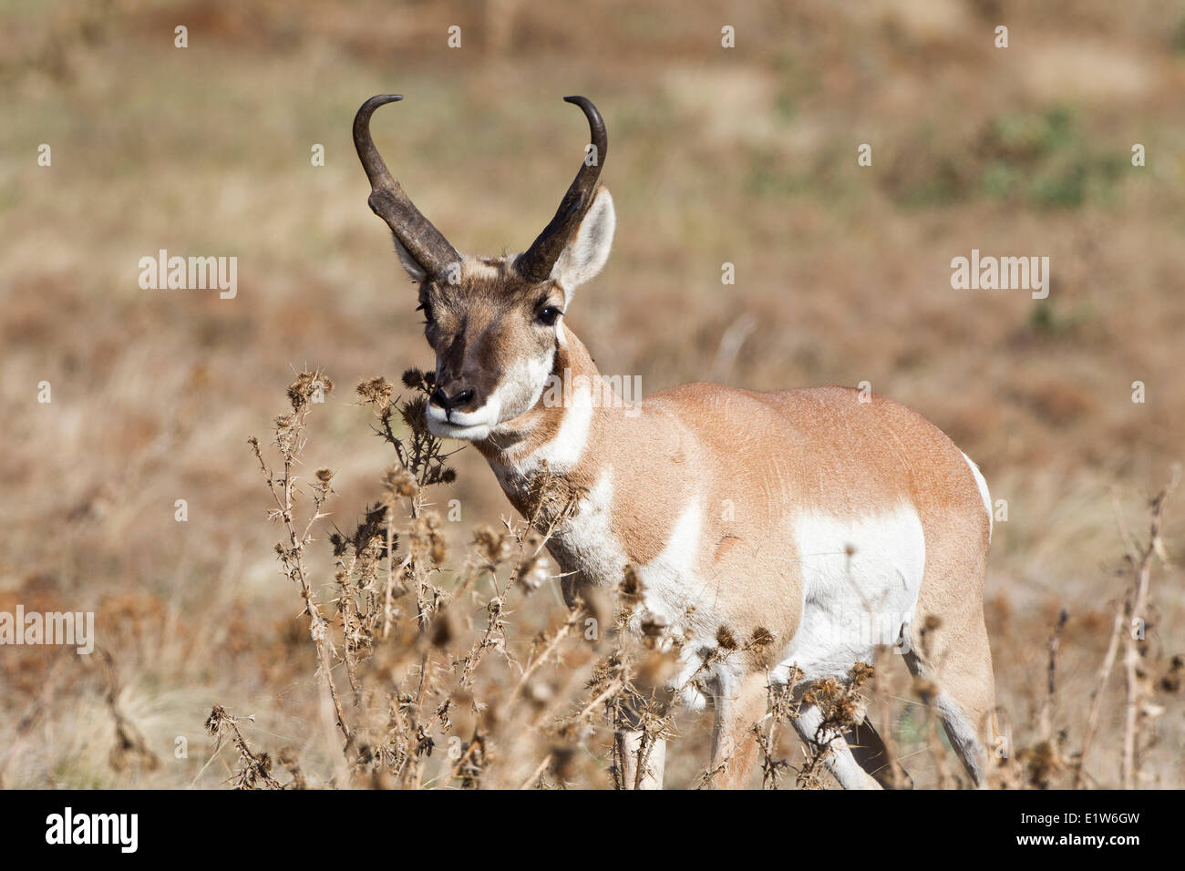 Scent gland immagini e fotografie stock ad alta risoluzione - Alamy