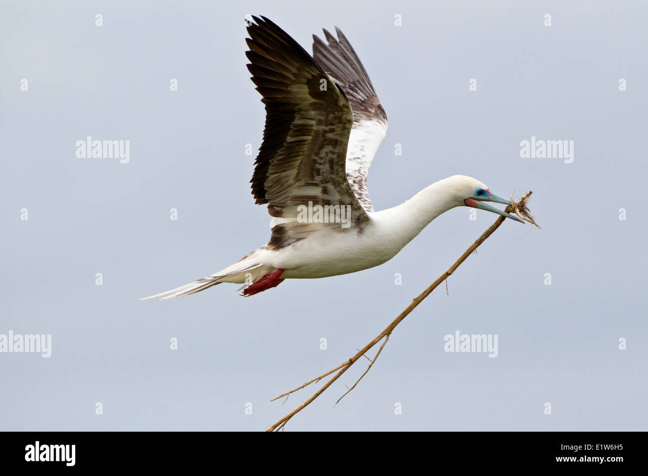 Rosso-footed booby (Sula sula rubripes) con materiale di nidificazione in volo Isola Orientale atollo di Midway National Wildlife Refuge Foto Stock