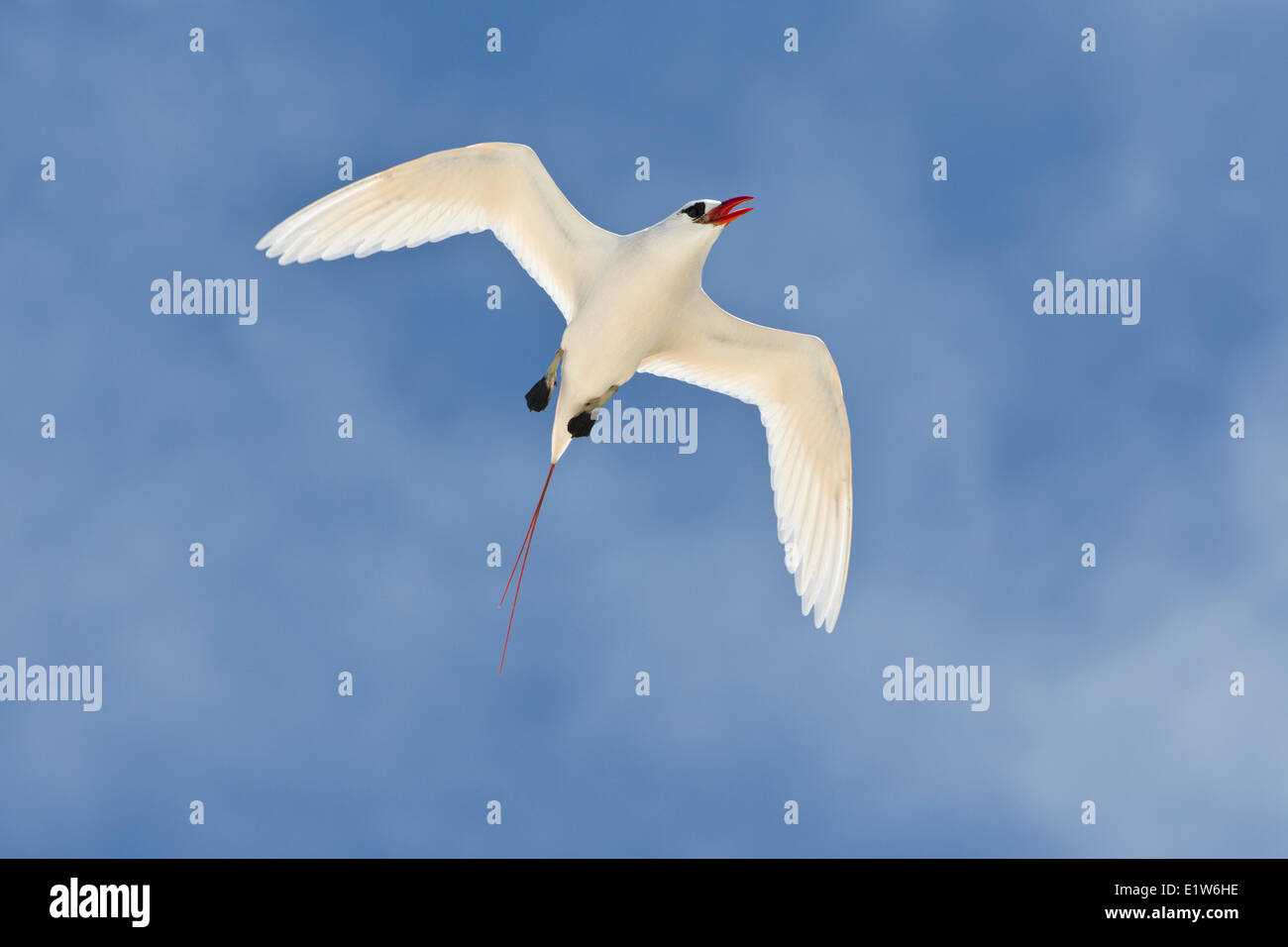 Red-tailed tropicbird (Phaethon rubricauda rothschildi) in volo isola di sabbia atollo di Midway National Wildlife Refuge Northwest Foto Stock