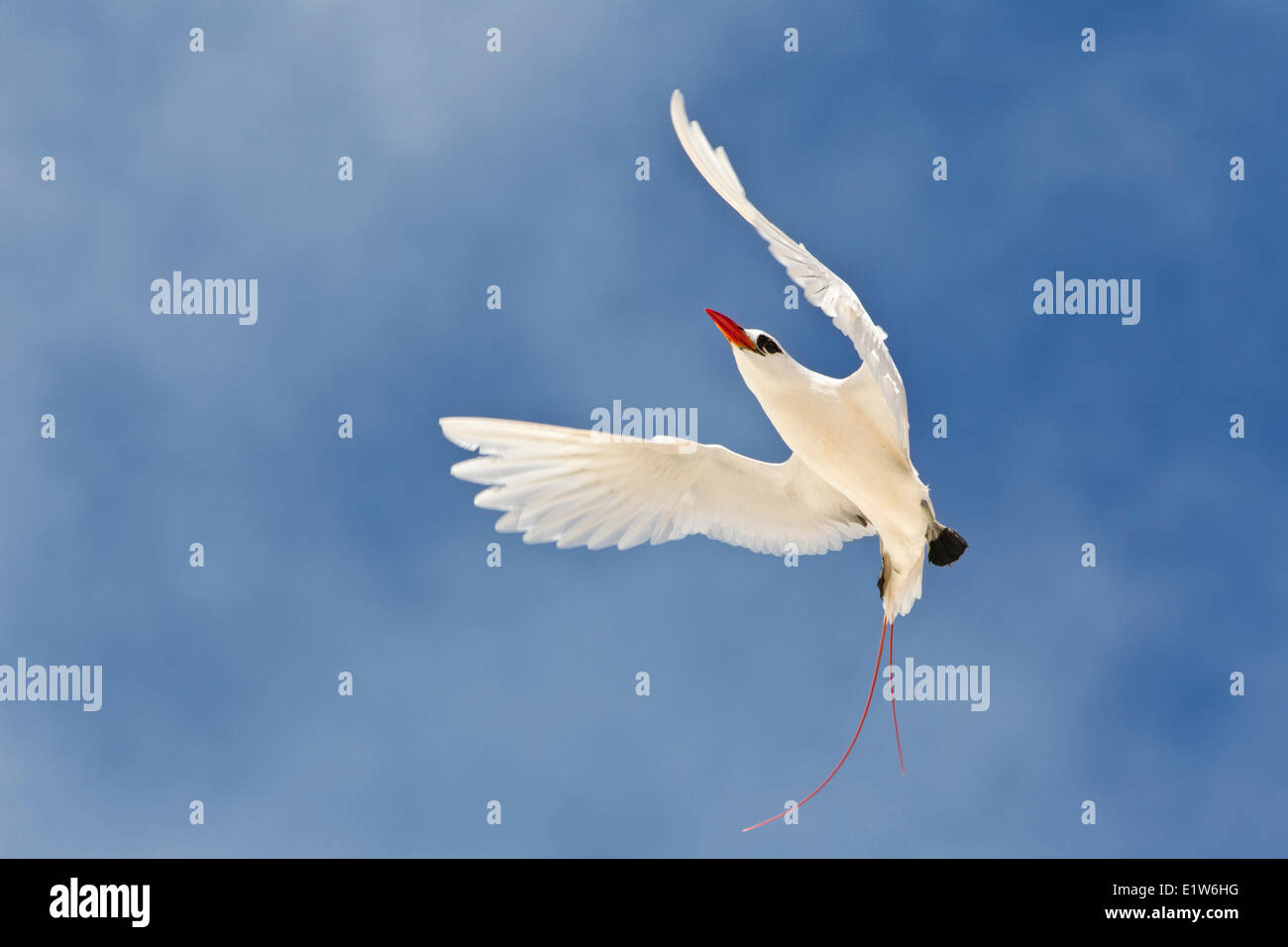 Red-tailed tropicbird (Phaethon rubricauda rothschildi) in volo di corteggiamento isola di sabbia atollo di Midway National Wildlife Refuge Foto Stock