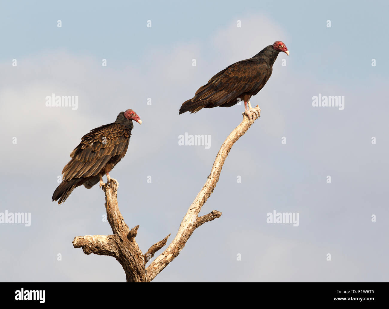 Tturkey avvoltoi (Cathartes aura), Martin rifugio, vicino Edinburg, il Texas del Sud. Foto Stock