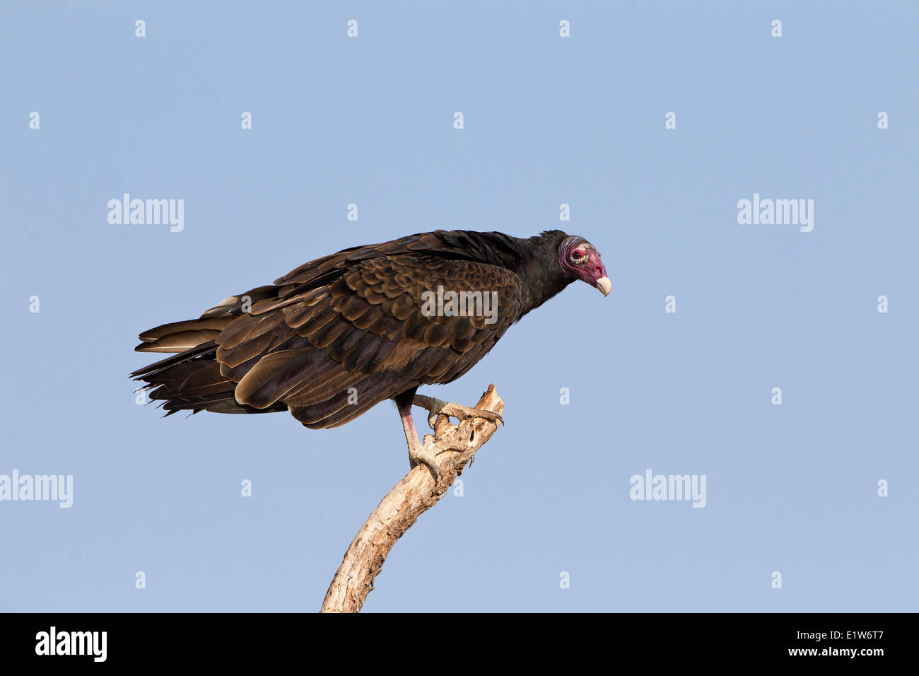 La Turchia vulture (Cathartes aura), Martin rifugio, vicino Edinburg, il Texas del Sud. Foto Stock