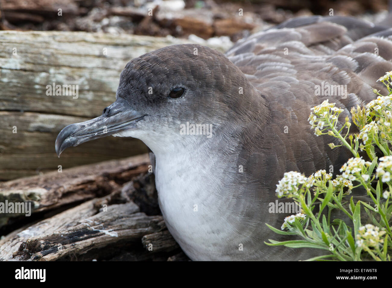 Cuneo-tailed shearwater (Puffinus pacificus chlororhynchus) Isola Orientale atollo di Midway National Wildlife Refuge Northwest Foto Stock