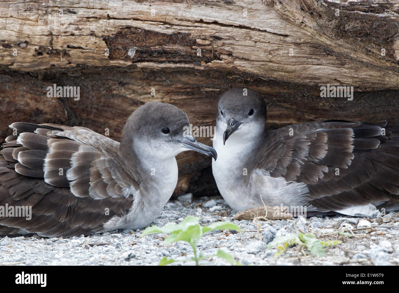 Cuneo-tailed shearwater (Puffinus pacificus chlororhynchus) coppia Isola Orientale atollo di Midway National Wildlife Refuge Northwest Foto Stock