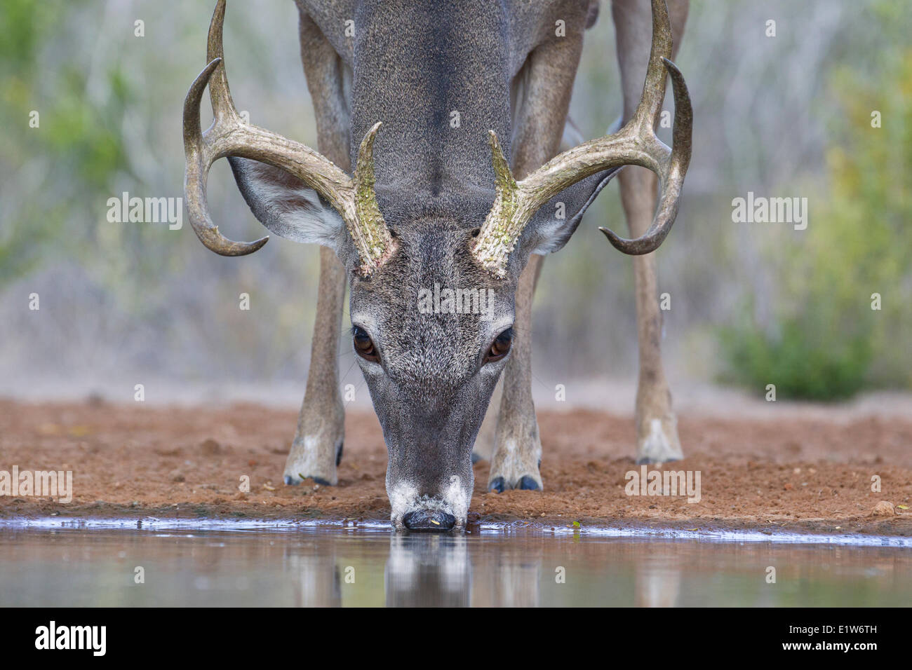 White-tailed deer (Odocoileus virginianus), buck, bere, Santa Clara Ranch, vicino Edinburg, il Texas del Sud. Foto Stock