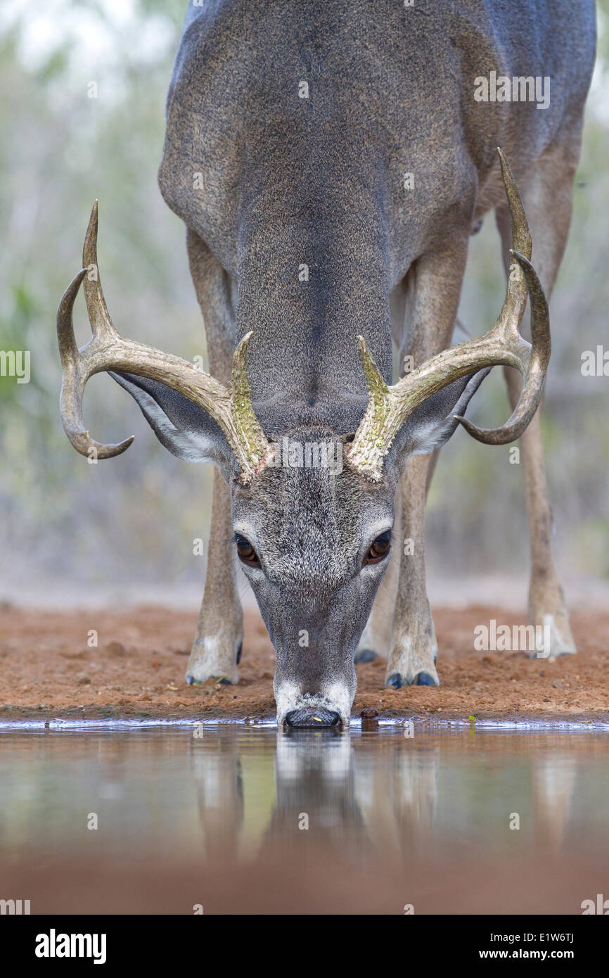 White-tailed deer (Odocoileus virginianus), buck, bere, Santa Clara Ranch, vicino Edinburg, il Texas del Sud. Foto Stock