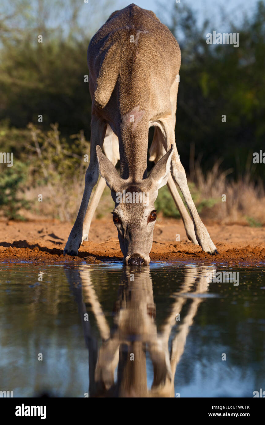 White-tailed deer (Odocoileus virginianus), doe, al laghetto di bere acqua, Santa Clara Ranch, vicino Edinburg, il Texas del Sud. Foto Stock