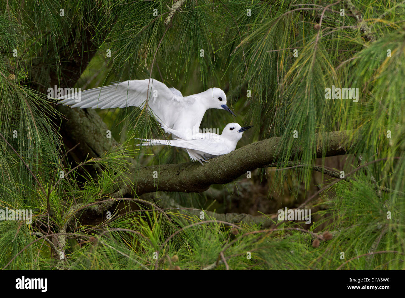 Bianco (tern Gygis alba rothschildi) Isola di sabbia coppia coniugata in ironwood (Casuarina equisetifolia) atollo di Midway National Foto Stock
