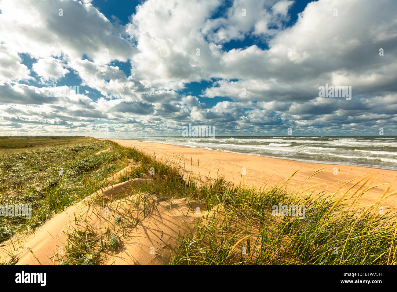 Dune di sabbia, fioritura Point Beach, Prince Edward Island National Park, Canada Foto Stock
