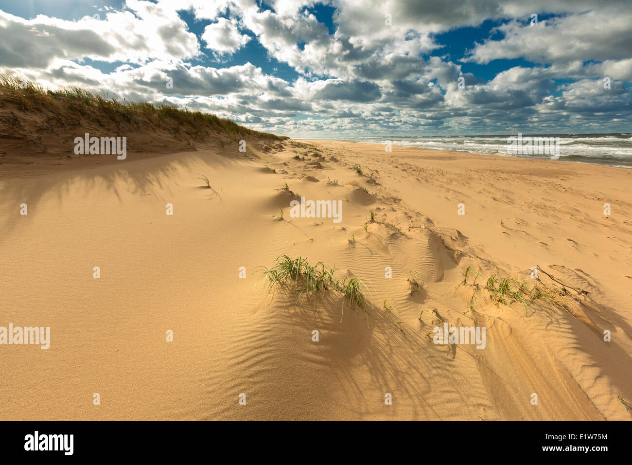 Dune di sabbia, fioritura Point Beach, Prince Edward Island National Park, Canada Foto Stock