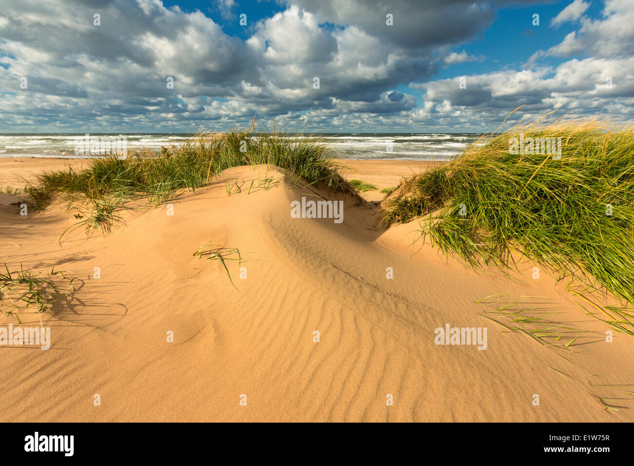 Dune di sabbia, fioritura Point Beach, Prince Edward Island National Park, Canada Foto Stock