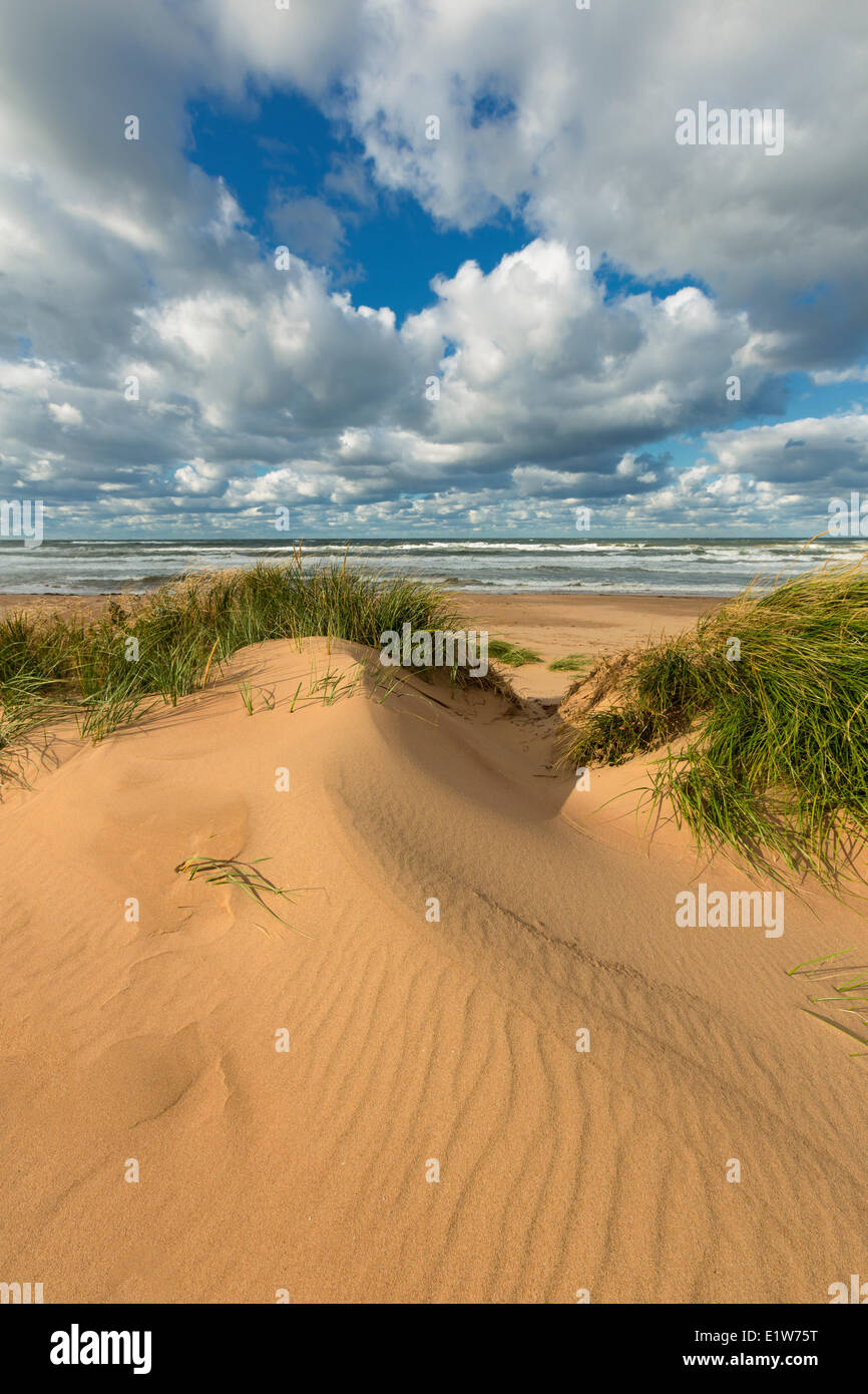 Dune di sabbia, fioritura Point Beach, Prince Edward Island National Park, Canada Foto Stock