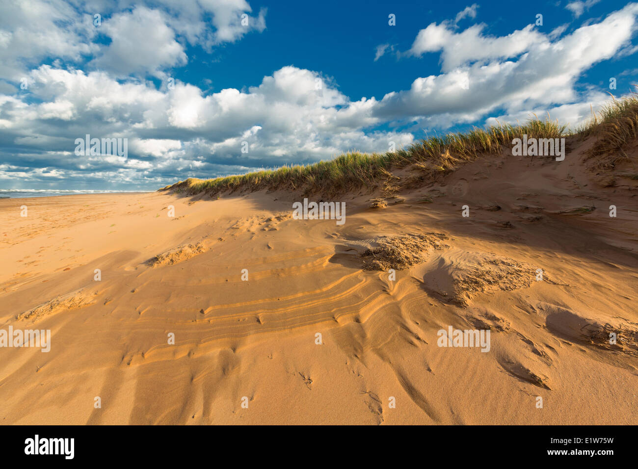 Dune di sabbia, fioritura Point Beach, Prince Edward Island National Park, Canada Foto Stock