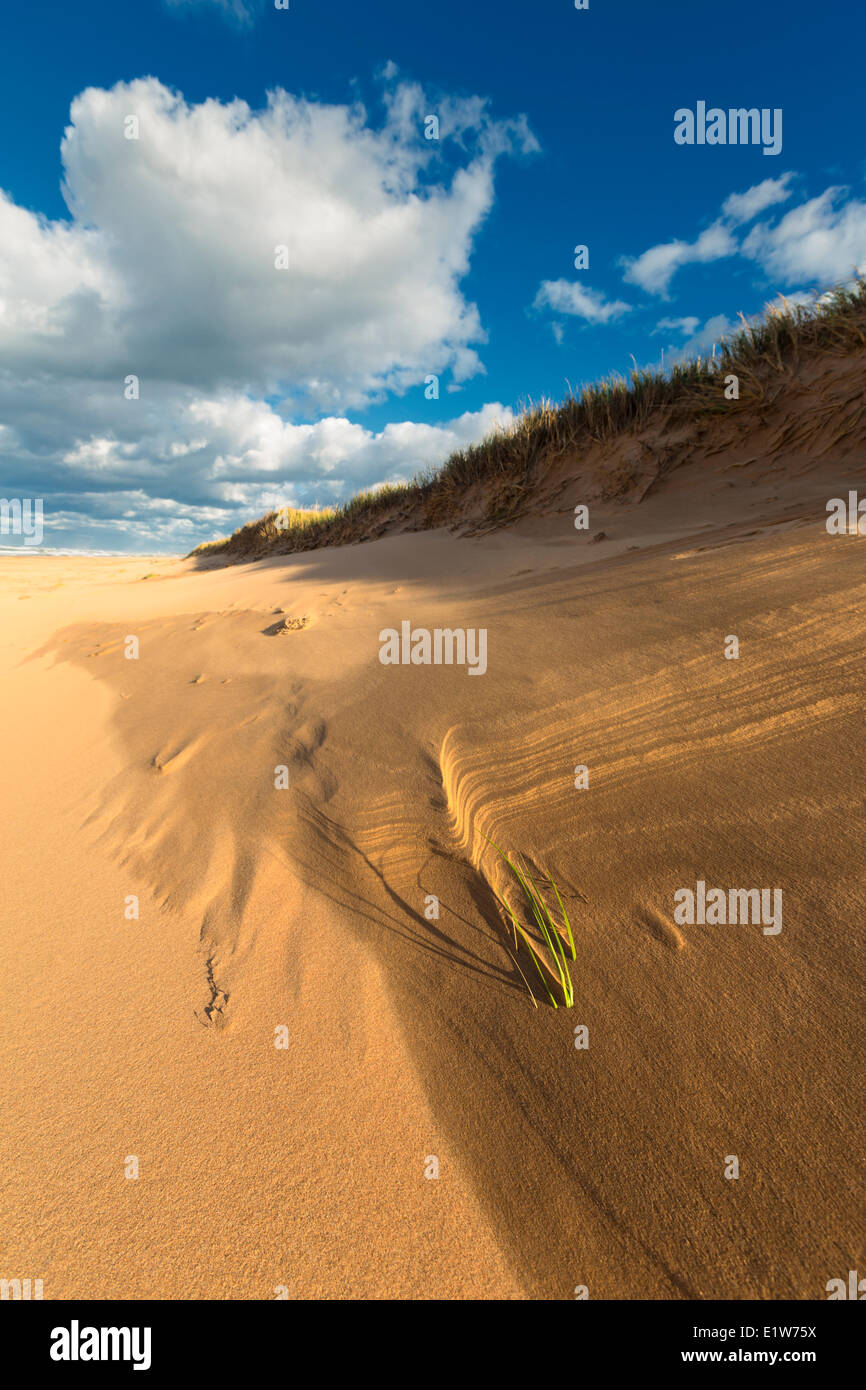 Dune di sabbia, fioritura Point Beach, Prince Edward Island National Park, Canada Foto Stock