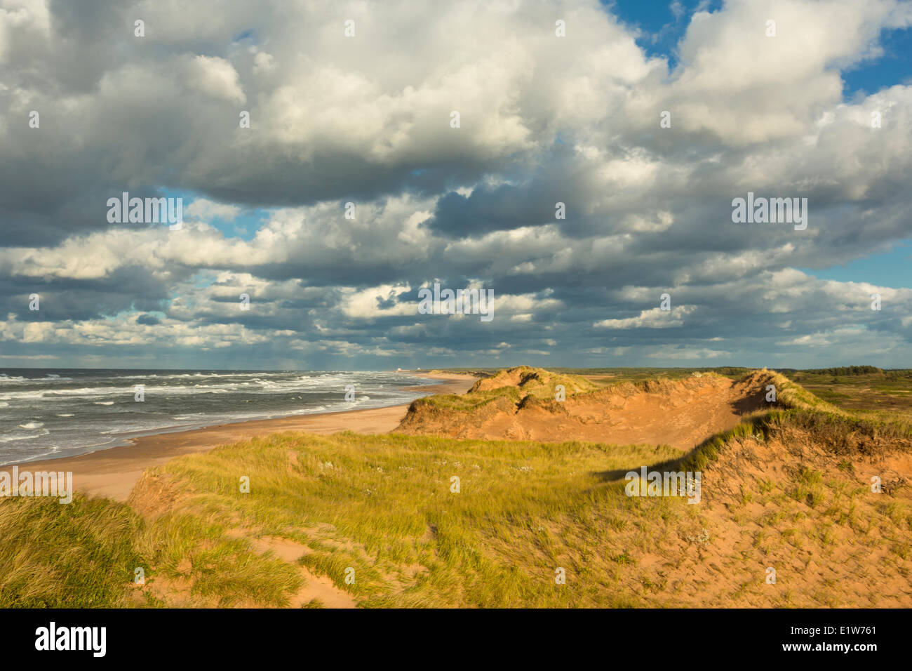 Dune di sabbia, fioritura Point Beach, Prince Edward Island National Park, Canada Foto Stock