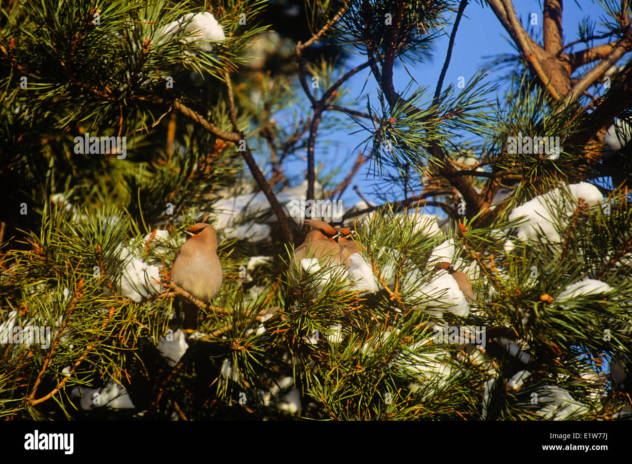 Il Cedar Waxwing, (Bombycilla cedrorum) Foto Stock