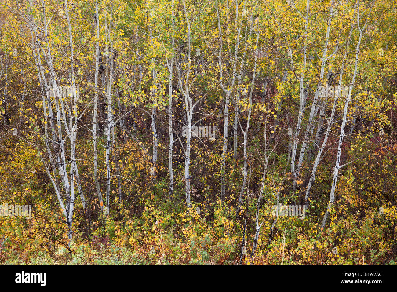 Aspen alberi con foglie di autunno a isola secca Buffalo Jump Parco Provinciale, Alberta, Canada Foto Stock