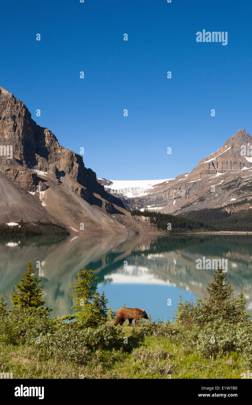 Orso grizzly a prua il lago e il Ghiacciaio Crowfoot nel Parco Nazionale di Banff, Alberta, Canada Foto Stock