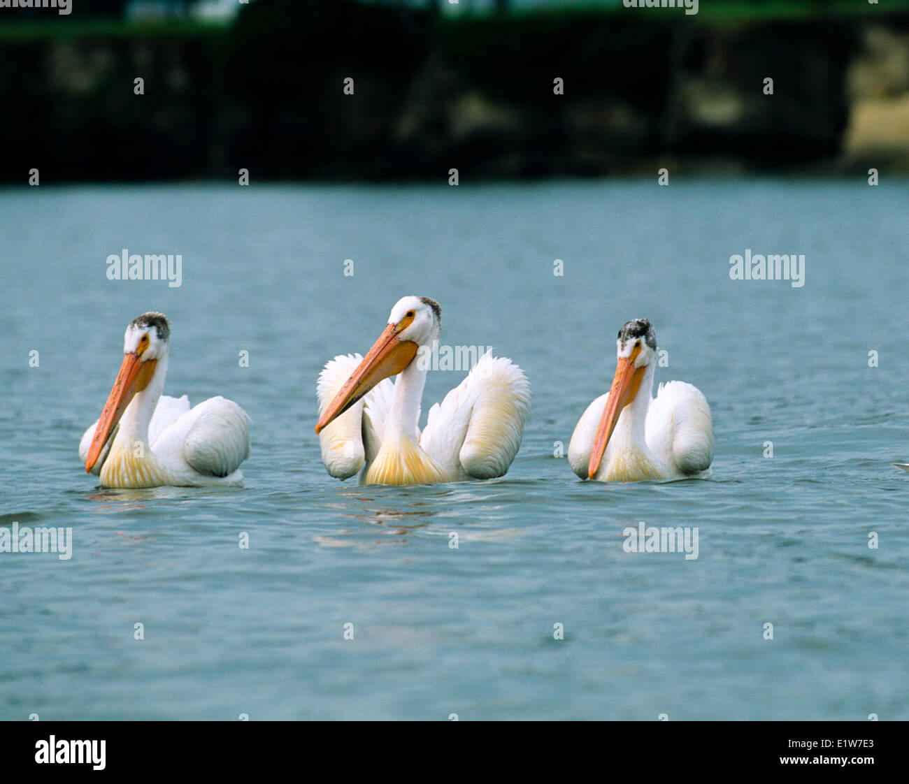 White Pelican, (Pelecanus erythrorhynchos), il Lago Winnipeg, Hecla, Manitoba, Canada Foto Stock