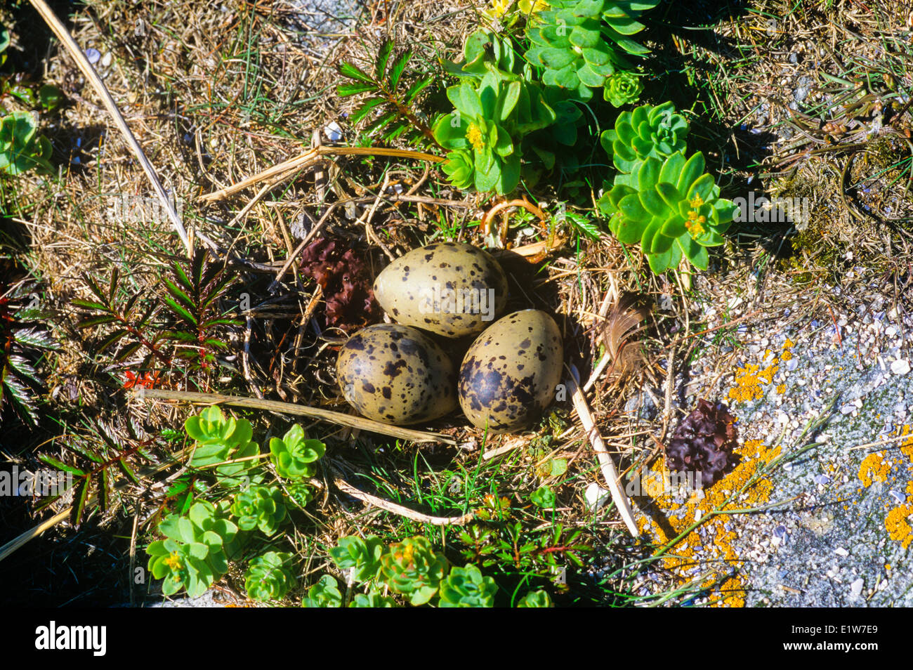 Arctic Tern (sterna paradisaea) uova, Isola Anticosti Parco Provinciale, Golfo di San Lorenzo, Quebec, Canada Foto Stock