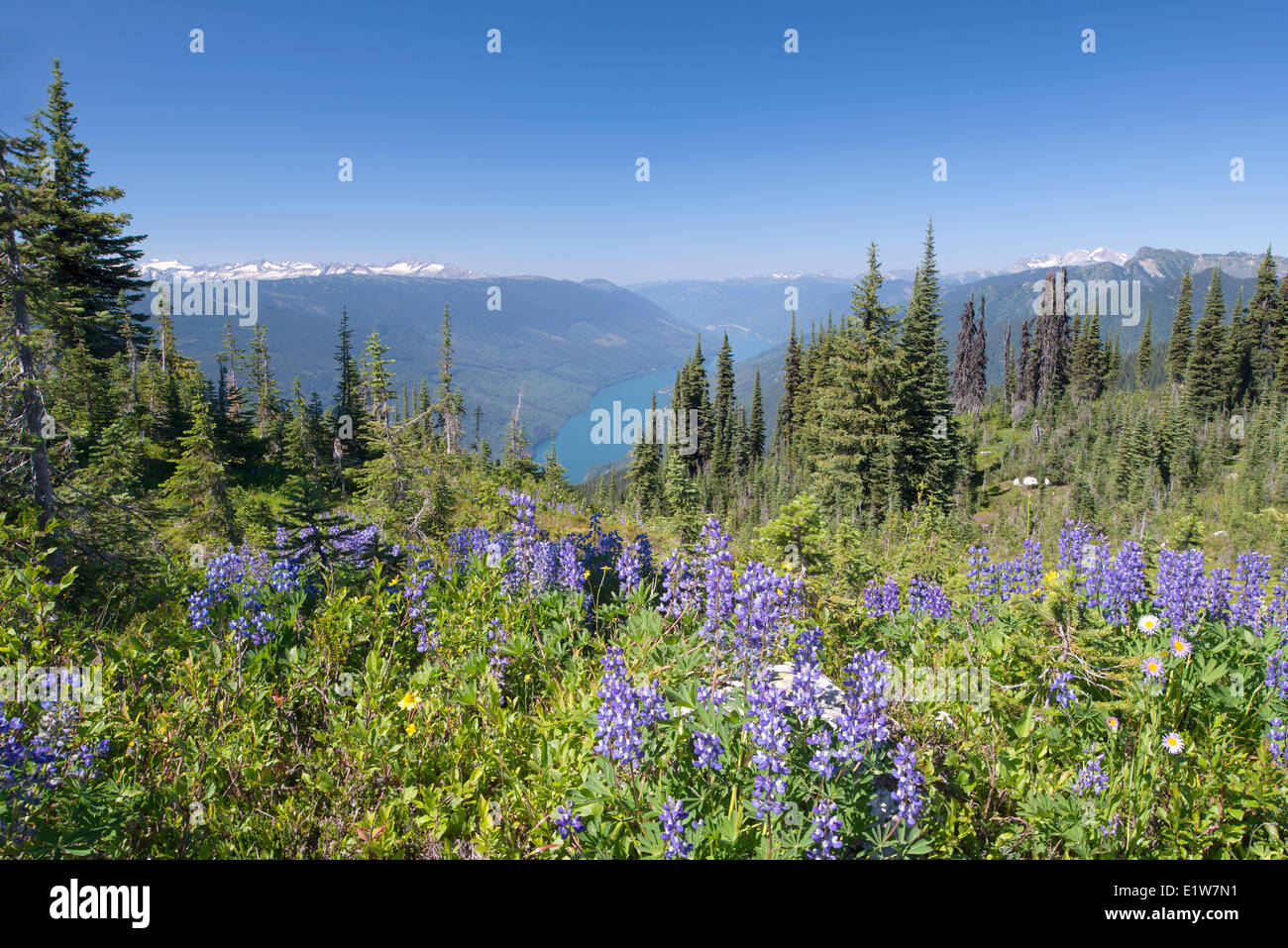 Vista Lago Mount Revelstoke Revelstoke lupino artico (Lupinus arcticus,) varia la Columbia Mountains sullo sfondo il Monte Foto Stock