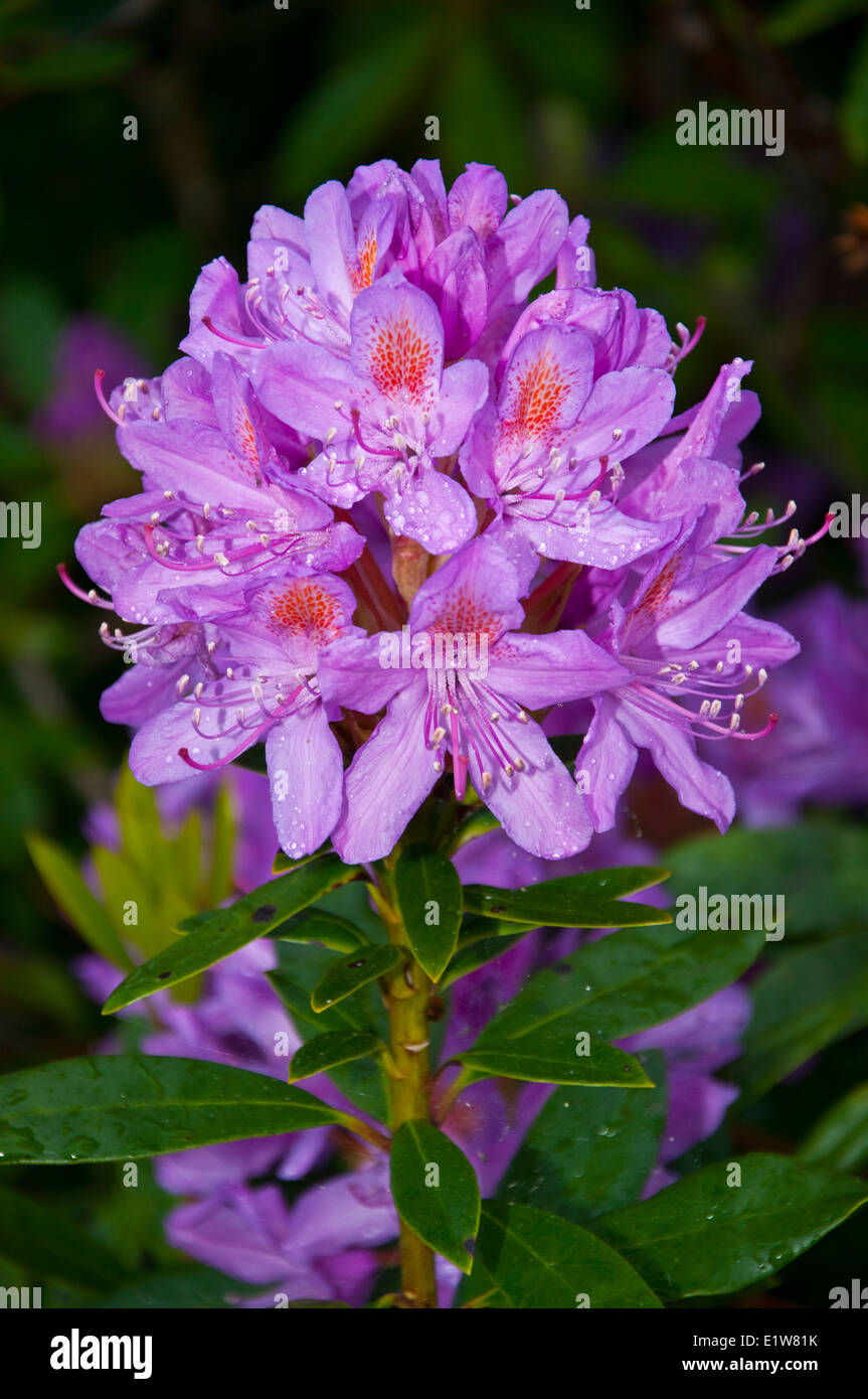 Rhododendron ponticum fiore Foto Stock