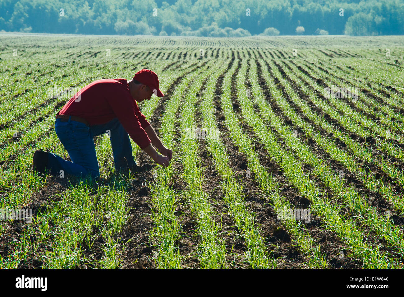 L'uomo scout una crescita iniziale campo di grano vicino Anola, Manitoba, Canada Foto Stock