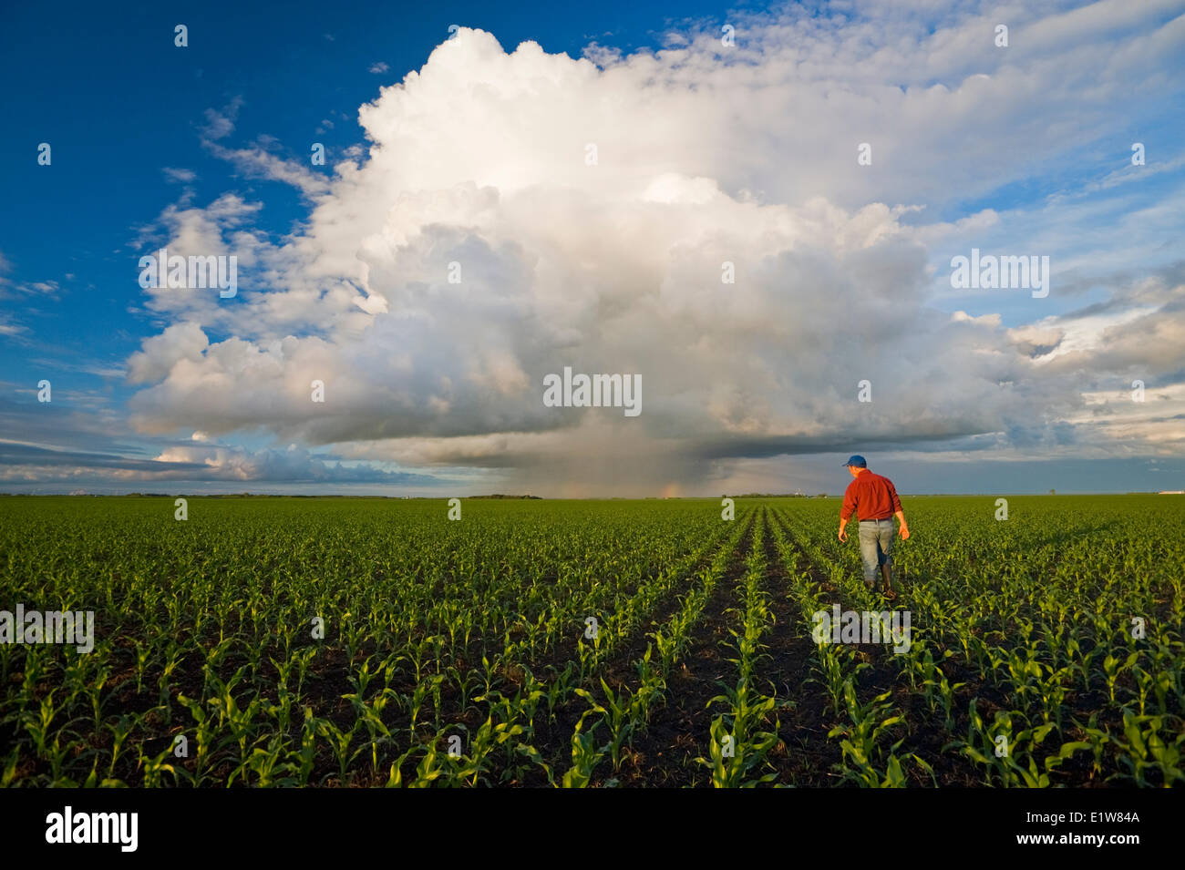 Agricoltore scout in un campo per la fase di crescita iniziale di alimentazione/mais granella sky contenente un cumulonimbus cloud accumulo in background nei pressi di Dufresne Foto Stock