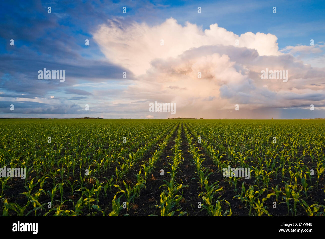 Campo per la fase di crescita iniziale di alimentazione/mais granella sky contenente un cumulonimbus cloud accumulo in background nei pressi di Dufresne Manitoba Canada Foto Stock